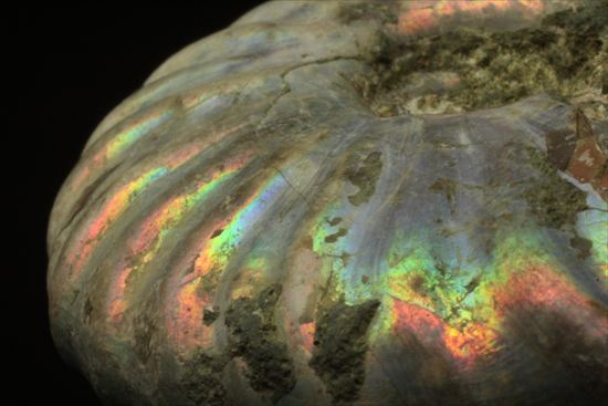 マダガスカルが誇る、七色ホワイトアンモナイト化石 アンモナイト 販売