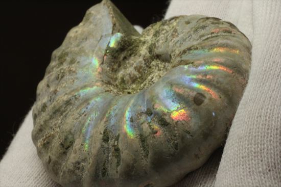 マダガスカルが誇る、七色ホワイトアンモナイト化石 アンモナイト 販売