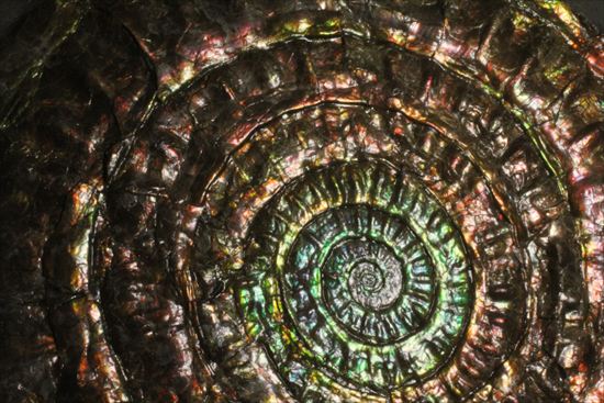 11.5cm特大!!一級の輝きを有するイングランド遊色アンモナイト!カロセラス・ジョンストニ(その6)
