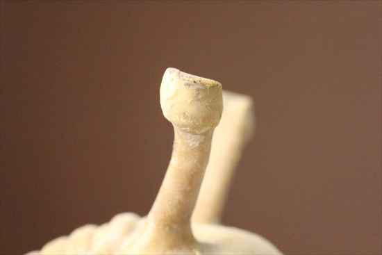 三葉虫ビギナーコレクターにもおすすめ！ロシア産アサフス