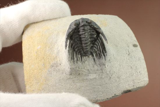 ぜんまいのようなトゲをもっています。モロッコ産三葉虫　レオナスピス(Leonaspis elliptica) （その14）