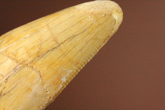 この色合いは一見の価値ありです。ノーブル色の、カルカロドントサウルス歯　（その12）