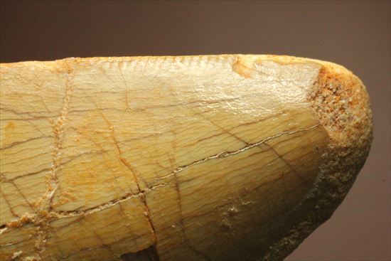 この色合いは一見の価値ありです。ノーブル色の、カルカロドントサウルス歯　（その16）