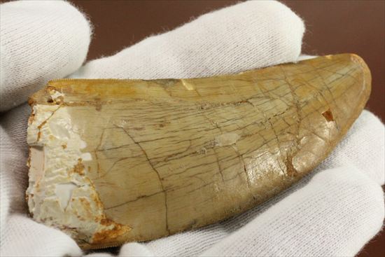 この色合いは一見の価値ありです。ノーブル色の、カルカロドントサウルス歯　（その17）
