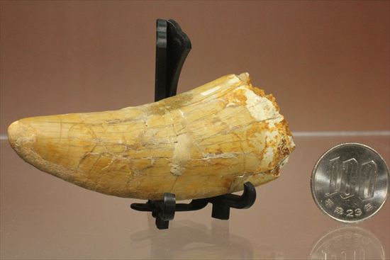この色合いは一見の価値ありです。ノーブル色の、カルカロドントサウルス歯　（その20）