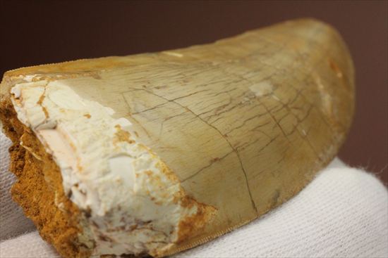 この色合いは一見の価値ありです。ノーブル色の、カルカロドントサウルス歯　（その9）