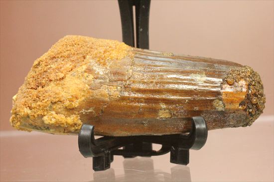肉食最大恐竜!スピノサウルスの太い歯化石(その1)