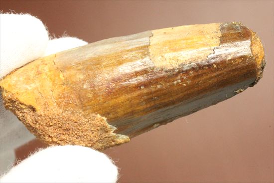 肉食最大恐竜!スピノサウルスの太い歯化石(その10)