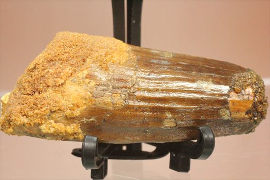 肉食最大恐竜!スピノサウルスの太い歯化石(その11)