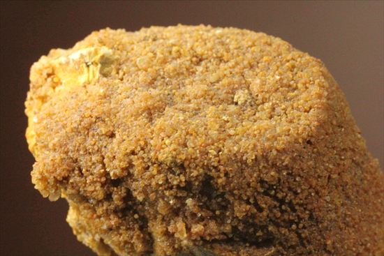 肉食最大恐竜!スピノサウルスの太い歯化石(その12)