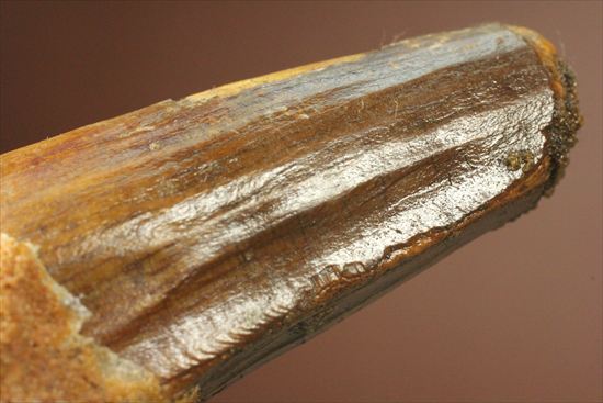 肉食最大恐竜!スピノサウルスの太い歯化石(その17)
