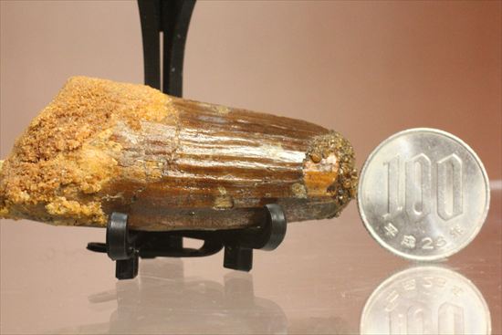 肉食最大恐竜!スピノサウルスの太い歯化石(その19)