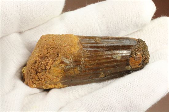 肉食最大恐竜!スピノサウルスの太い歯化石(その5)