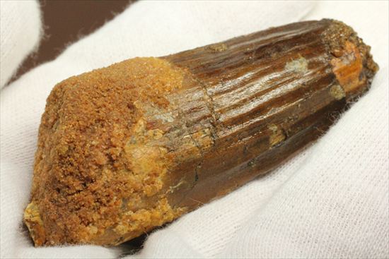 肉食最大恐竜!スピノサウルスの太い歯化石(その6)