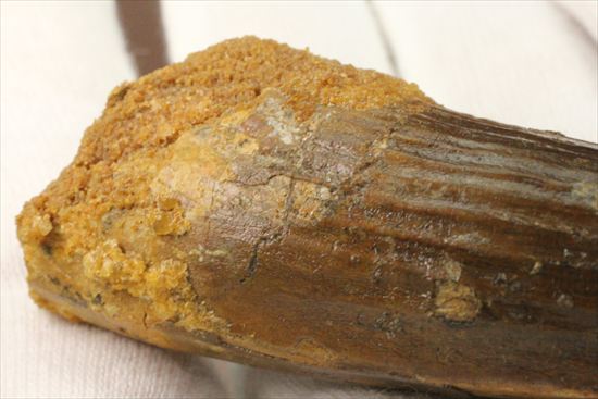 肉食最大恐竜!スピノサウルスの太い歯化石(その9)
