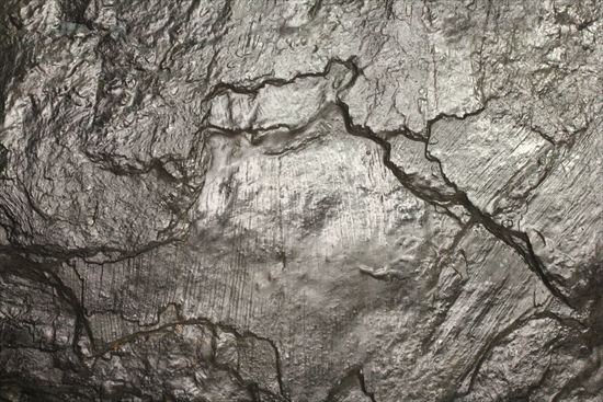古生代石炭紀を代表する、その名も『うろこの木』。レピドデンドロン（その12）