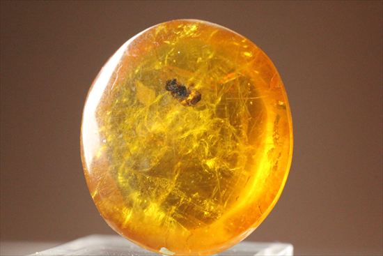 ドロップのようなまあるい形が特徴、虫入り琥珀(Amber)（その1）