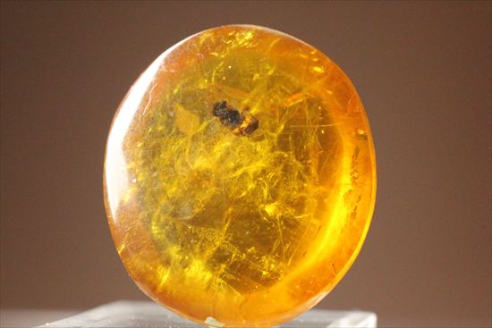 ドロップのようなまあるい形が特徴、虫入り琥珀(Amber)(その1)
