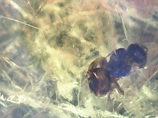 ドロップのようなまあるい形が特徴、虫入り琥珀(Amber)(その10)
