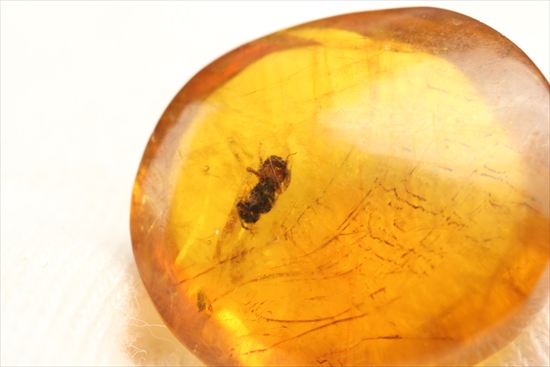 ドロップのようなまあるい形が特徴、虫入り琥珀(Amber)(その12)
