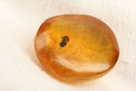 ドロップのようなまあるい形が特徴、虫入り琥珀(Amber)（その13）