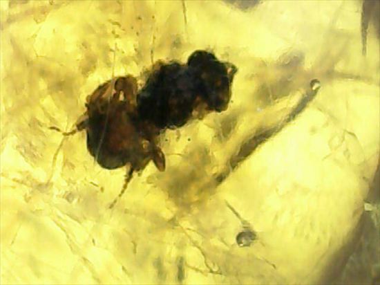 ドロップのようなまあるい形が特徴、虫入り琥珀(Amber)(その5)