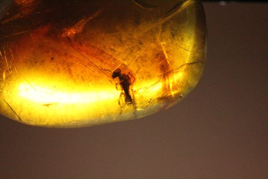 永遠のタイムカプセルに包まれた虫が観察できます。琥珀(Amber)（その1）