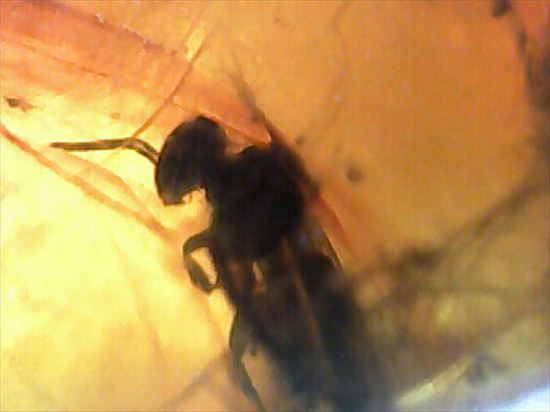 永遠のタイムカプセルに包まれた虫が観察できます。琥珀(Amber)（その11）