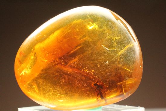 永遠のタイムカプセルに包まれた虫が観察できます。琥珀(Amber)（その2）