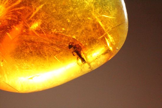 永遠のタイムカプセルに包まれた虫が観察できます。琥珀(Amber)（その3）