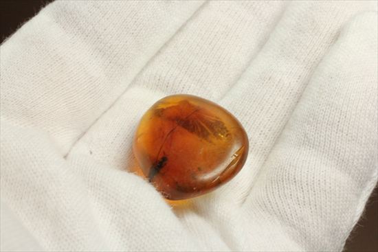 永遠のタイムカプセルに包まれた虫が観察できます。琥珀(Amber)（その4）