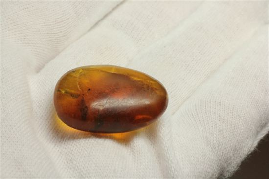 永遠のタイムカプセルに包まれた虫が観察できます。琥珀(Amber)（その5）