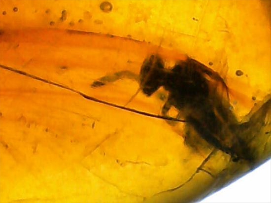 永遠のタイムカプセルに包まれた虫が観察できます。琥珀(Amber)（その7）