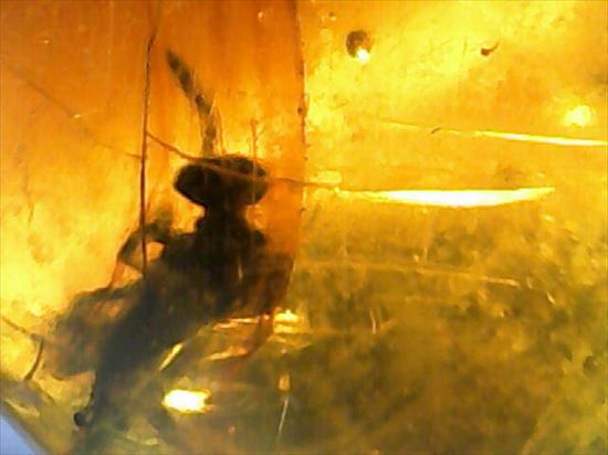 永遠のタイムカプセルに包まれた虫が観察できます。琥珀(Amber)（その8）