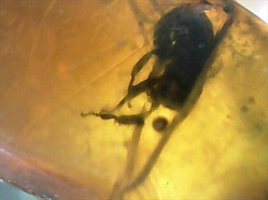 永遠のタイムカプセルに包まれた虫が観察できます。琥珀(Amber)（その9）