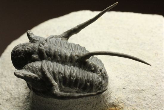 トゲの繊細さを見よ!三葉虫キファスピスモロッコ産(Cyphaspis boutscharafinense)(その1)