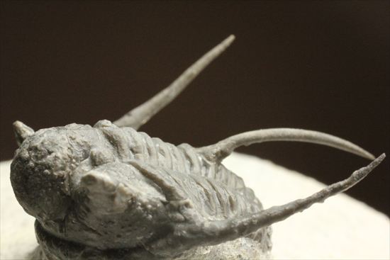 トゲの繊細さを見よ!三葉虫キファスピスモロッコ産(Cyphaspis boutscharafinense)(その10)