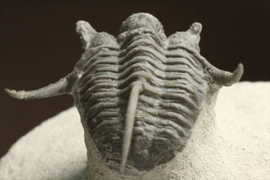 トゲの繊細さを見よ!三葉虫キファスピスモロッコ産(Cyphaspis boutscharafinense)(その11)