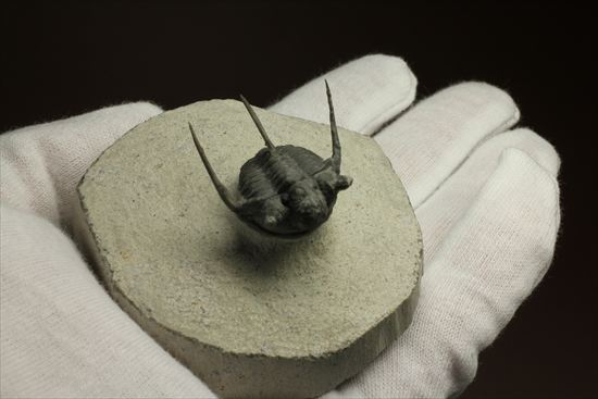 トゲの繊細さを見よ!三葉虫キファスピスモロッコ産(Cyphaspis boutscharafinense)(その12)