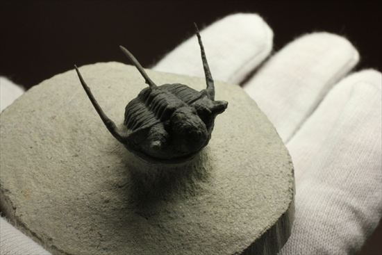 トゲの繊細さを見よ!三葉虫キファスピスモロッコ産(Cyphaspis boutscharafinense)(その13)