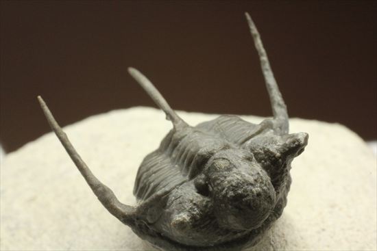 トゲの繊細さを見よ!三葉虫キファスピスモロッコ産(Cyphaspis boutscharafinense)(その14)