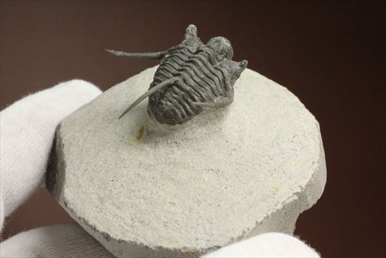 トゲの繊細さを見よ!三葉虫キファスピスモロッコ産(Cyphaspis boutscharafinense)(その15)