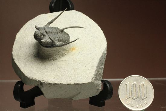 トゲの繊細さを見よ!三葉虫キファスピスモロッコ産(Cyphaspis boutscharafinense)(その17)