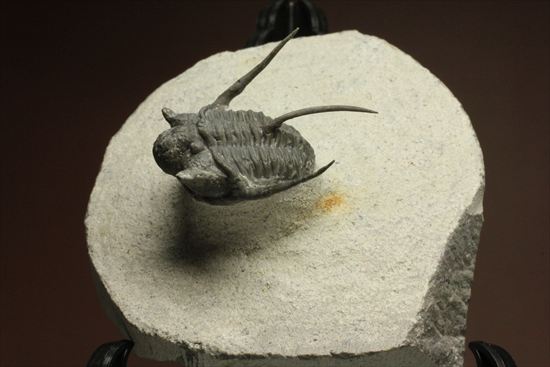 トゲの繊細さを見よ!三葉虫キファスピスモロッコ産(Cyphaspis boutscharafinense)(その2)