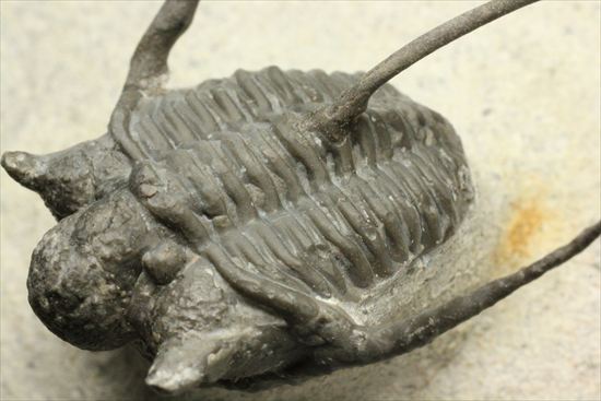 トゲの繊細さを見よ!三葉虫キファスピスモロッコ産(Cyphaspis boutscharafinense)(その3)