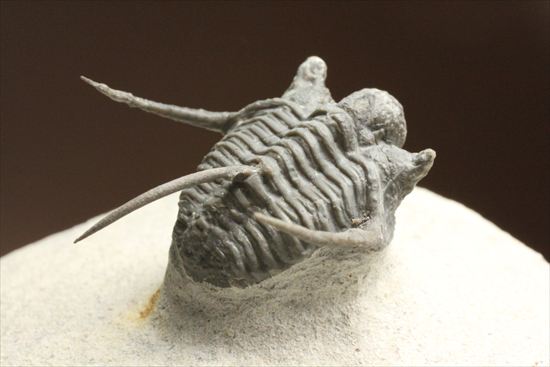 トゲの繊細さを見よ!三葉虫キファスピスモロッコ産(Cyphaspis boutscharafinense)(その5)