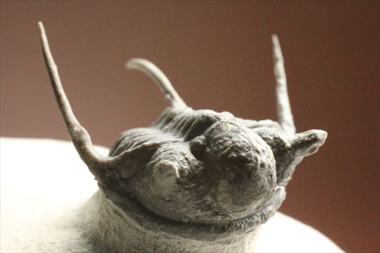 トゲの繊細さを見よ!三葉虫キファスピスモロッコ産(Cyphaspis boutscharafinense)(その7)