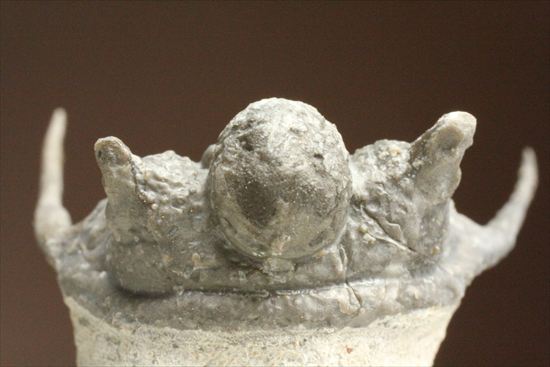 トゲの繊細さを見よ!三葉虫キファスピスモロッコ産(Cyphaspis boutscharafinense)(その8)