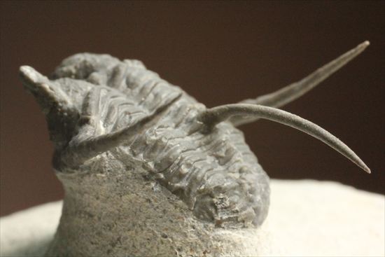 トゲの繊細さを見よ!三葉虫キファスピスモロッコ産(Cyphaspis boutscharafinense)(その9)
