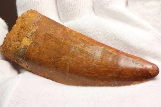 アウターセレーションがよく確認できます!美しいカルカロドントサウルスの歯化石(Carcharodontosaurus)(その1)